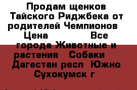 Продам щенков Тайского Риджбека от родителей Чемпионов › Цена ­ 30 000 - Все города Животные и растения » Собаки   . Дагестан респ.,Южно-Сухокумск г.